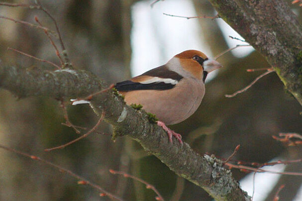 Kernbeißer Kernbeißer