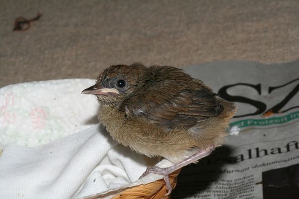 Mönchsgrasmücke (Jungvogel) Mönchsgrasmücke (Jungvogel)