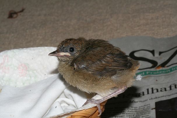 Mönchsgrasmücke (Jungvogel) Mönchsgrasmücke (Jungvogel)