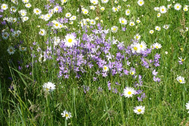 Blumenwiese Blumenwiese