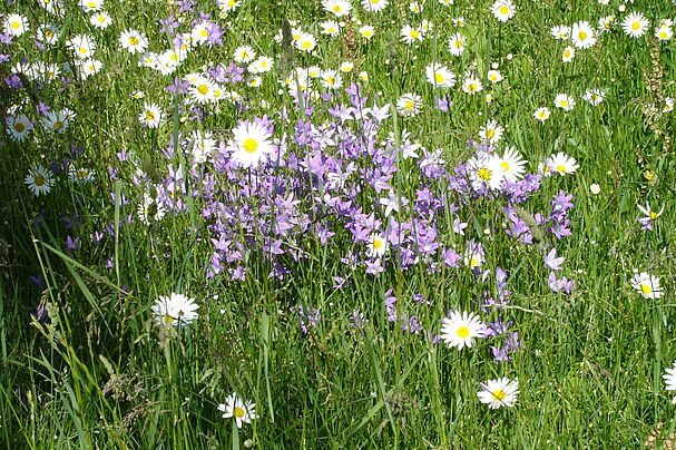 Blumenwiese Blumenwiese