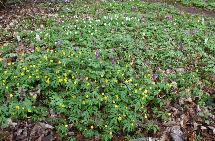 2015-04 Alten Garten neu gestalten - BUND Naturschutz in ...