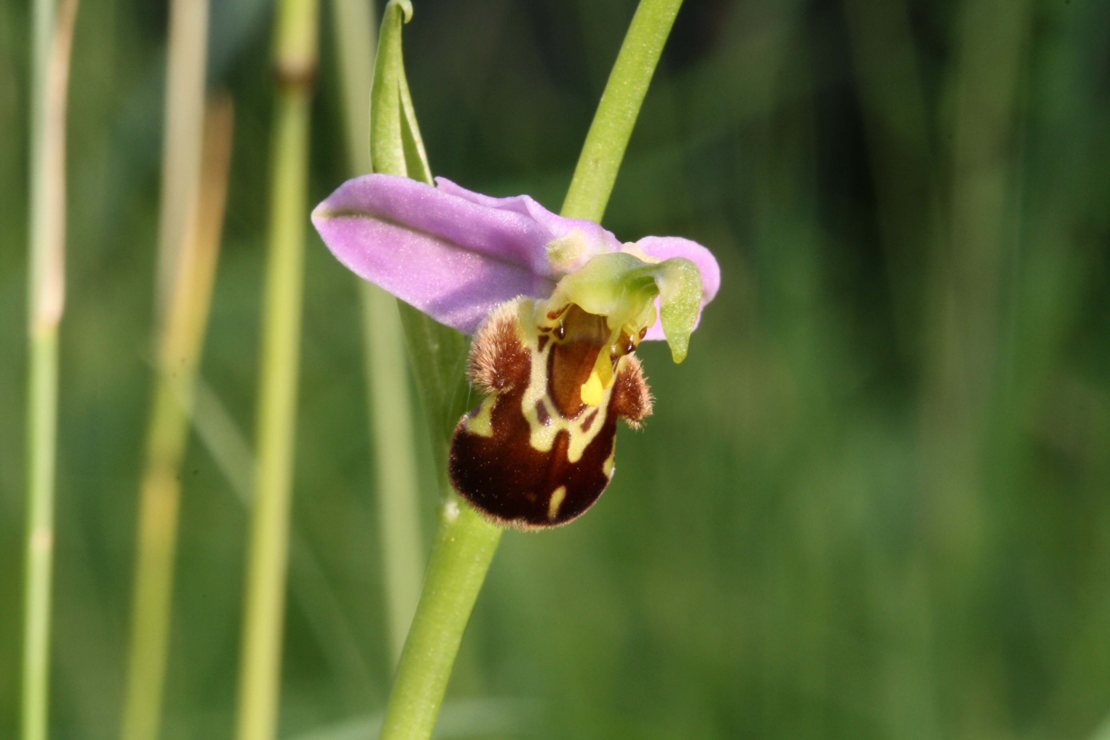Bienenragwurz Bienenragwurz
