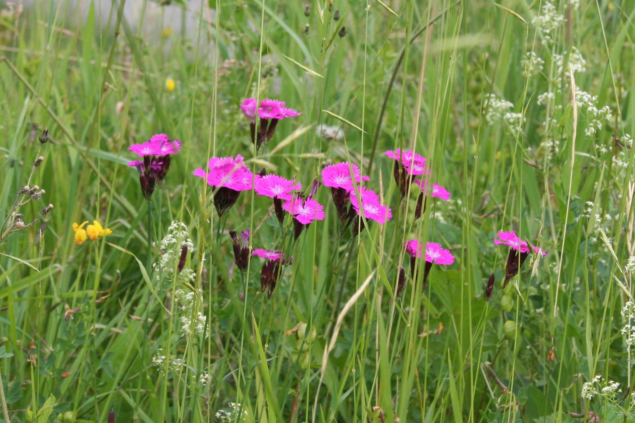 Buschnelke Buschnelke