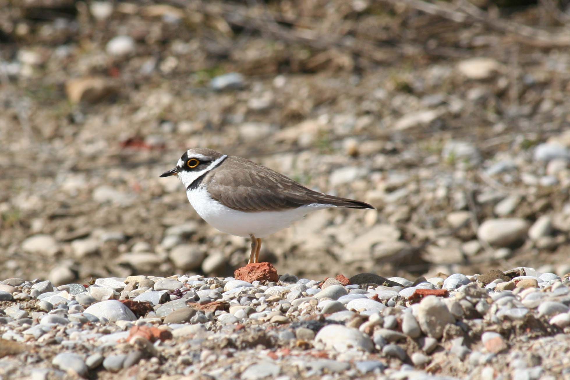 Flußregenpfeiffer Flußregenpfeiffer