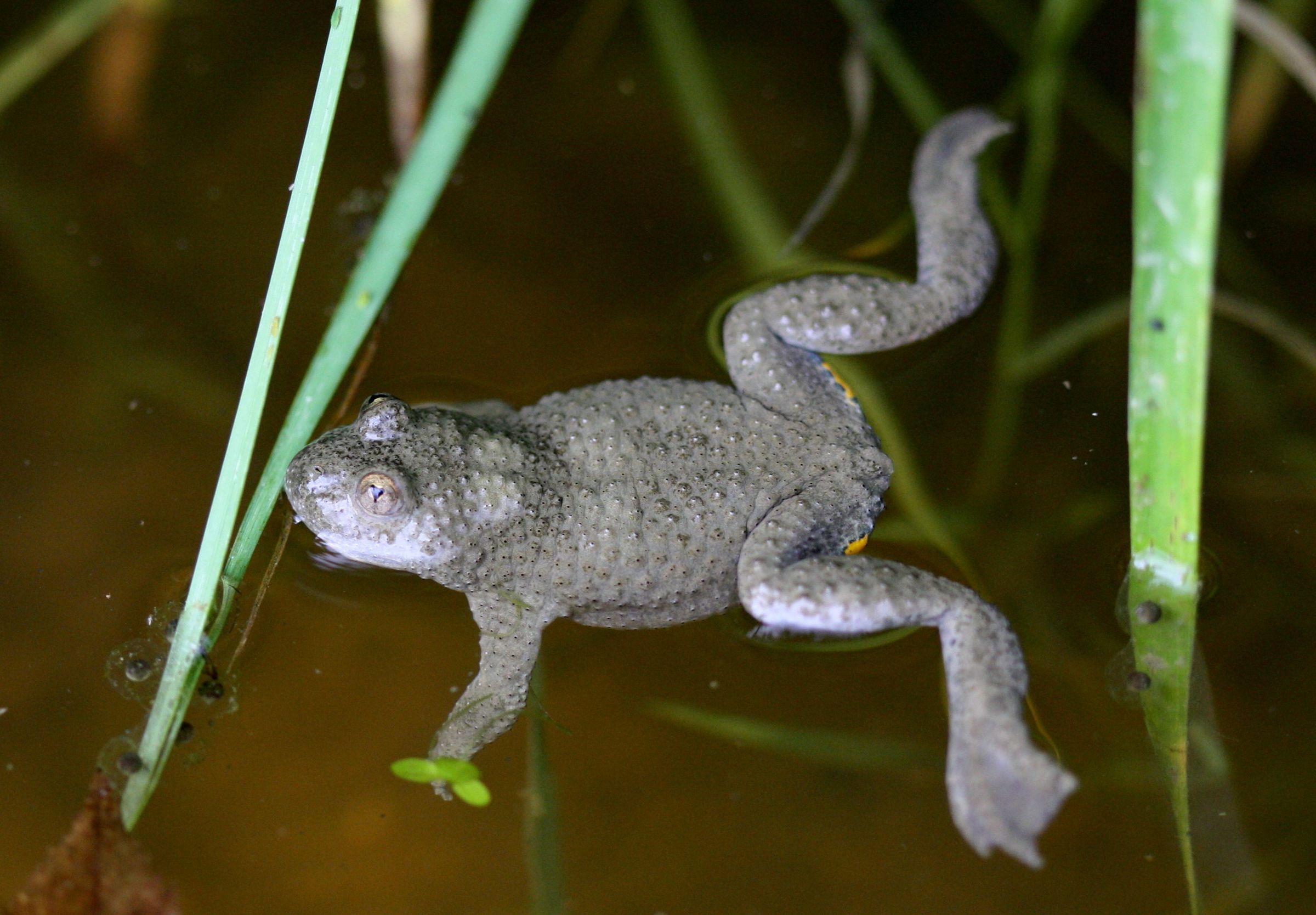 Gelbbauchunke Gelbbauchunke