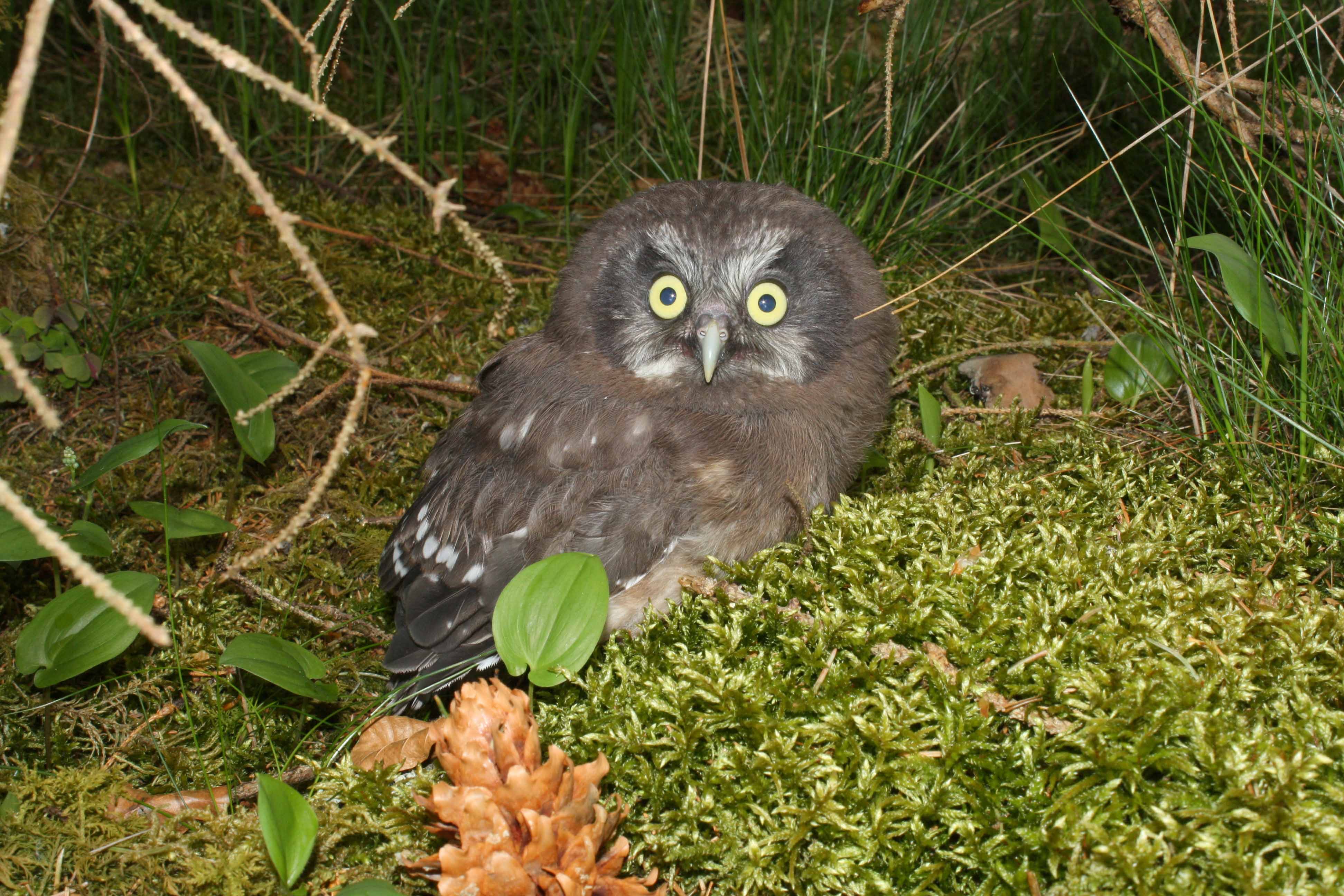Raufußkauz (Jungvogel)