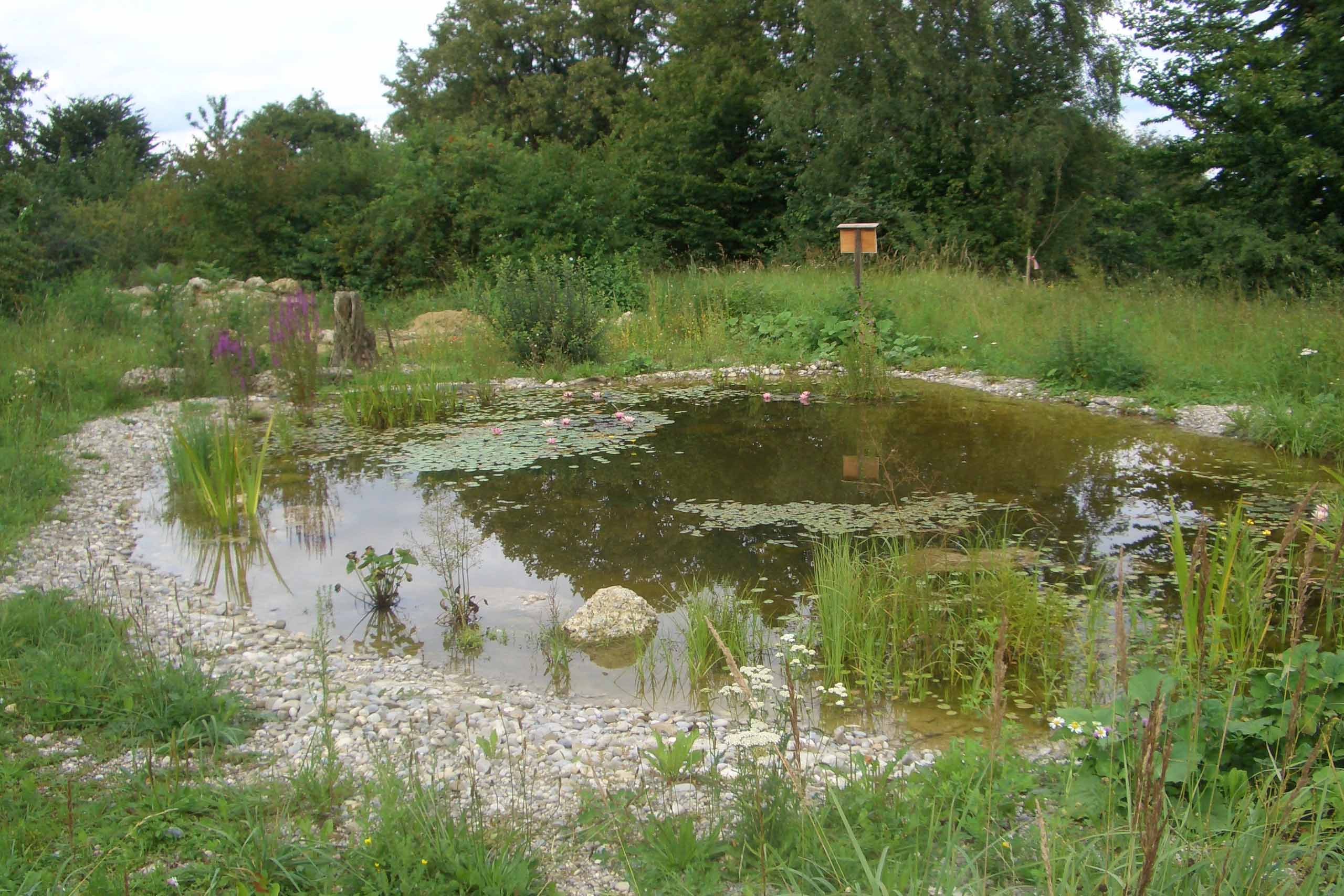 Amphibienbiotop Schlager Berg Amphibienbiotop Schlager Berg