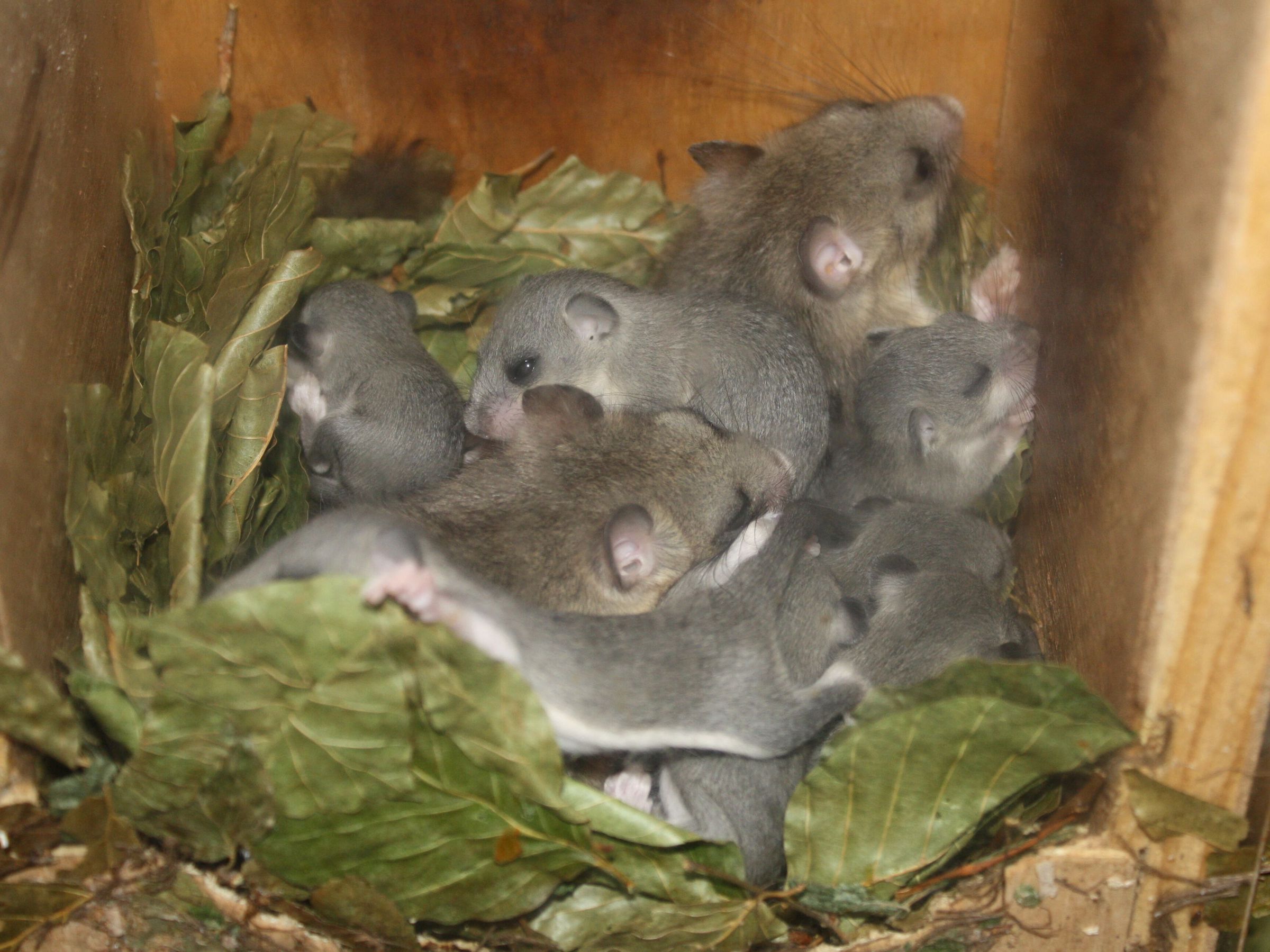 Siebenschläfer Siebenschläfer