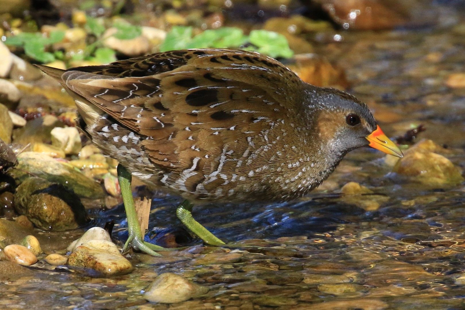 Tüpfelsumpfhuhn Tüpfelsumpfhuhn
