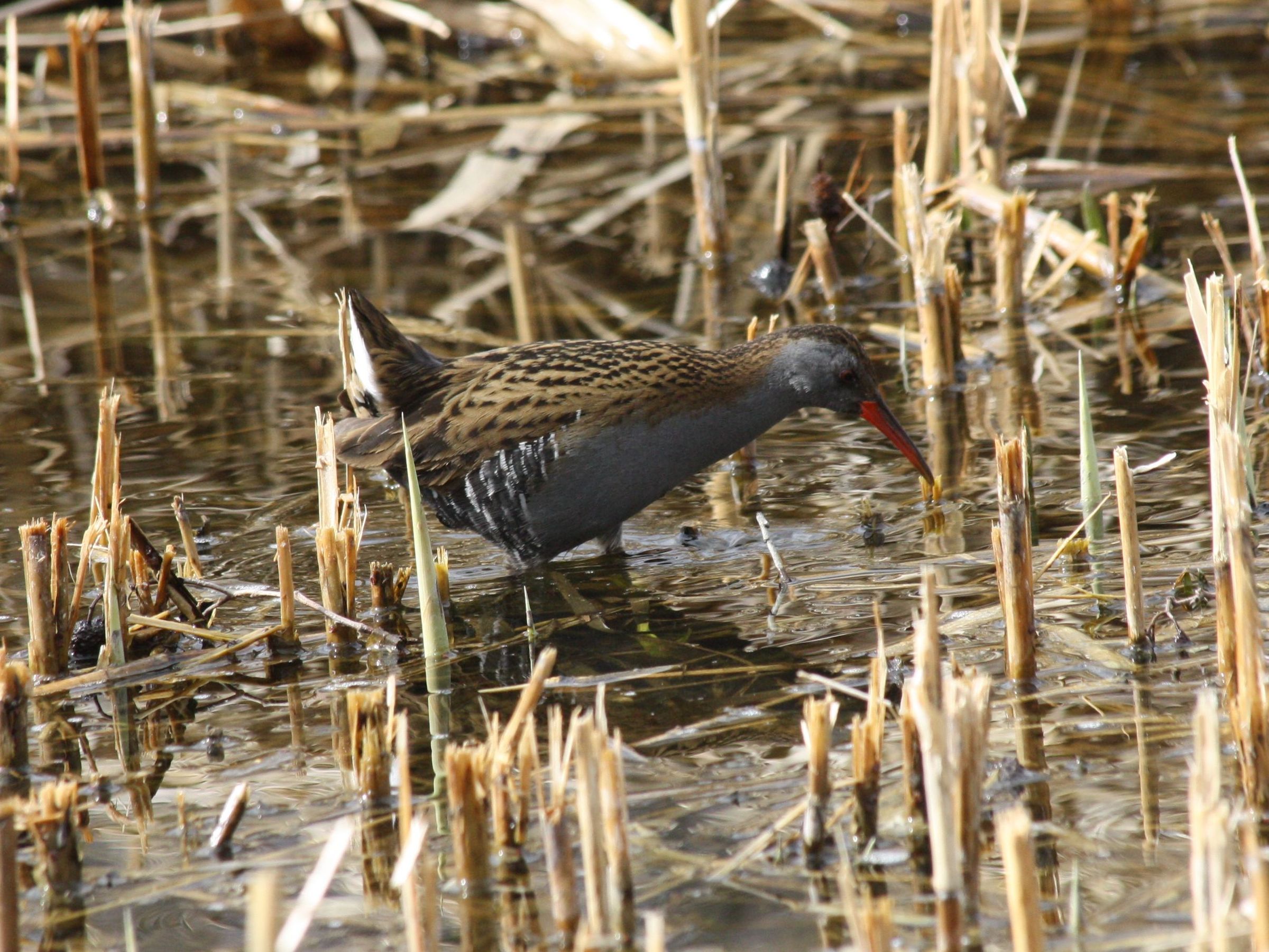 Wasserralle Wasserralle