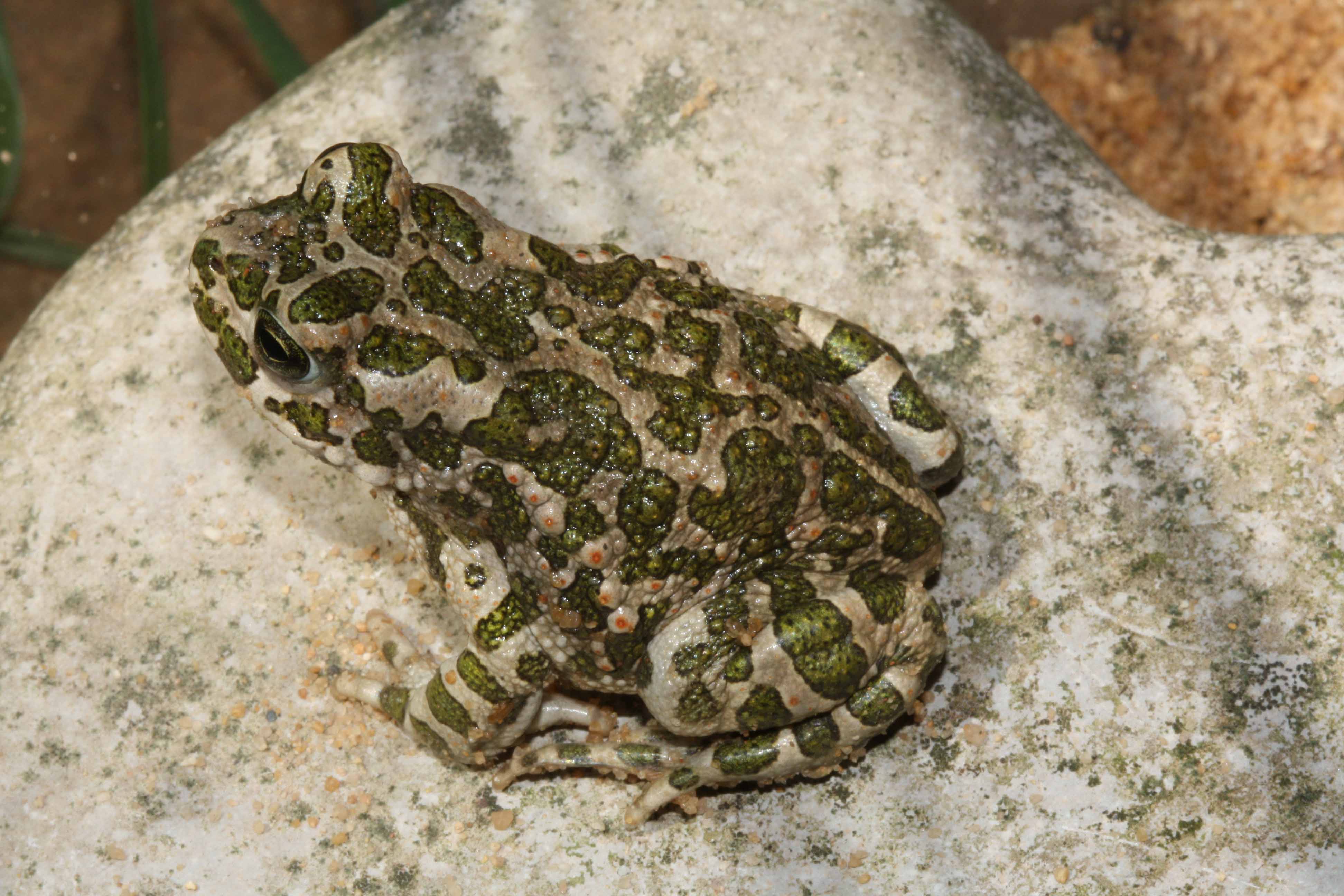 Wechselkröte Wechselkröte