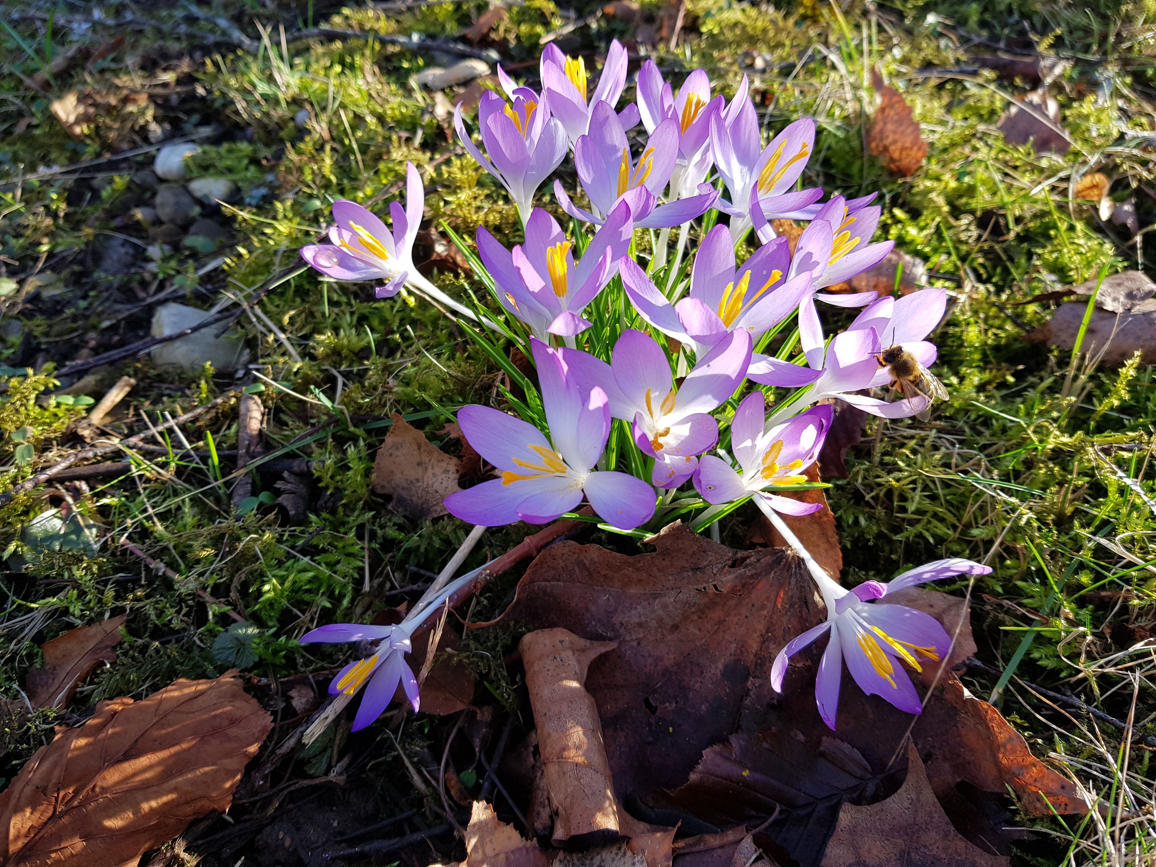 Elfenkrokusse Blühende Elfenkrokusse (Crocus tommasinianus) mit Honigbiene