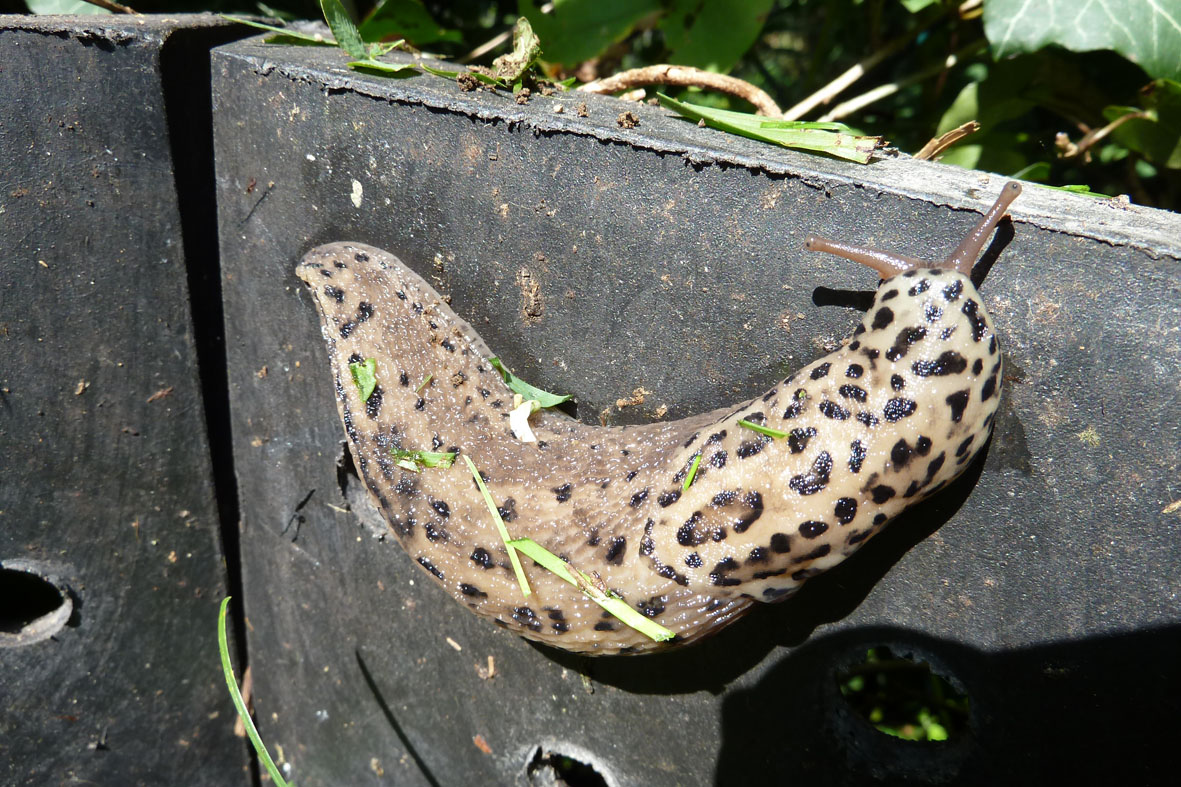 Tigerschnegel Tigerschnegel